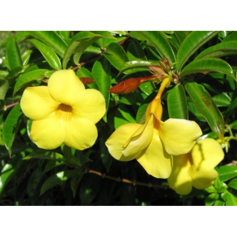 Dwarf Bush Brown Bud Allamanda Hybrid Compacta Tropical Live Plant