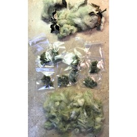 Unbranded 30 EGYPTIAN GREEN LINT Cotton Seed Extremely Rare Heirloom Ornamental