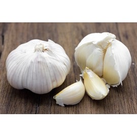 Fresh organic elephant garlic bulbs 2 pounds