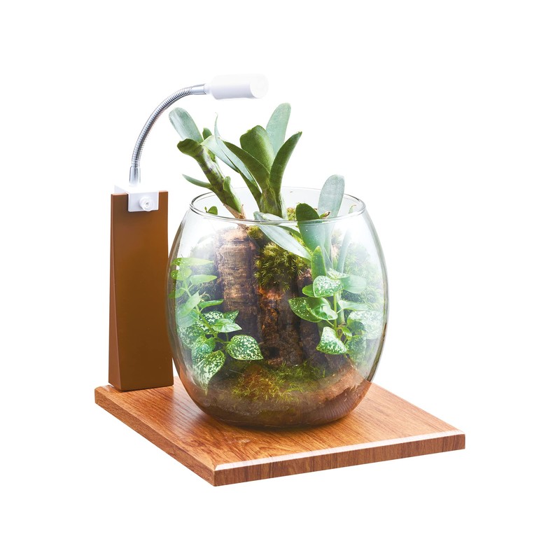 GEX AQUARIUM Glass Aqua Drop-N Aquarium, Small Aquarium, Aquatic Plant,