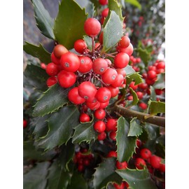 Live plant from Green Promise Farms Ilex X meserveae 'Berryific' (Holly) Evergreen, 2-Size Container, Male/Female Plant