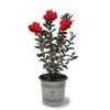Black Diamond Crape Myrtle Tree (Crimson Red, 3 gal.)(Due to
