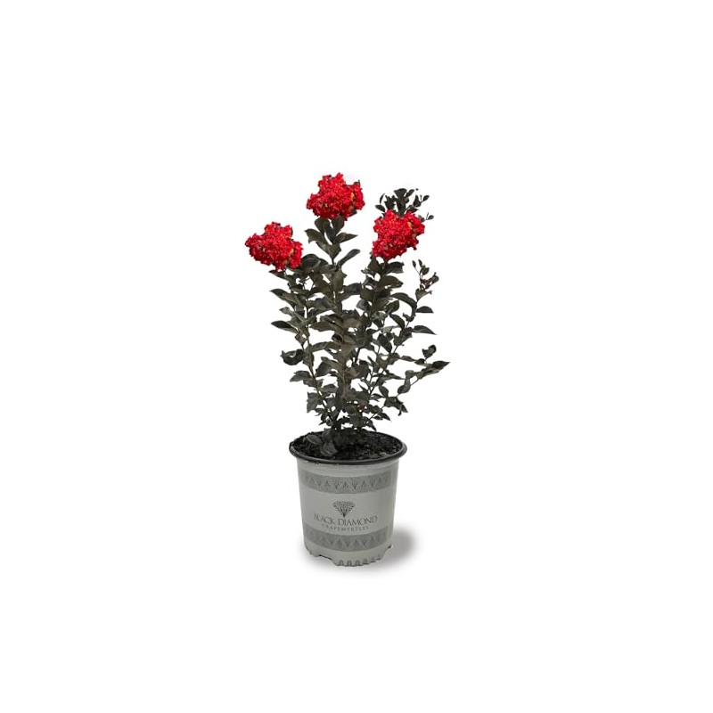 Black Diamond Crape Myrtle Tree (Crimson Red, 3 gal.)(Due to