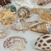 VESDORAIX 24 Kinds of Large Natural Seashells,1.2''-4.8'' 24PCS Large Seashells