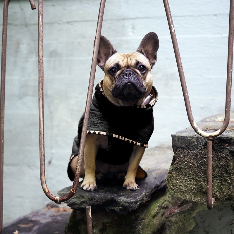 Hurtta Casual Quilted Jacket Dog Coat, Heather, 16XL