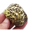 FSG - Select 6 Hermit Crab Shells Large Turbo Changing