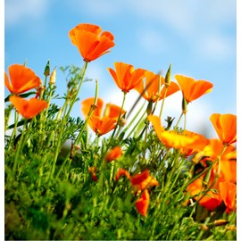 Earthcare Seeds California Poppy Seeds 700 Seeds (Eschscholzia californica) Heirloom - Open Pollinated - Native Wildflower Seeds for Planting - Attracts Pollinators - Drought Tolerant