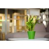 Santino Self Watering Planter Arte 4.3 Inch White/Black Indoor Flower