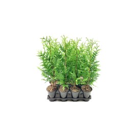 Thuja Arborvitae Green Giant - 12 Live Quart Size Plants - Evergreen Privacy Trees