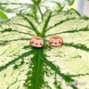 Cute Sloth Earrings Jewelry Gifts Hypoallergenic Studs