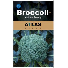 ATLAS Broccoli -Autumn Beauty