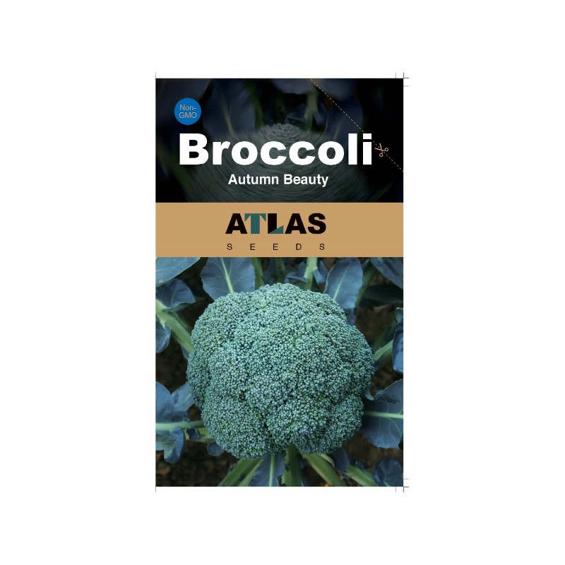 ATLAS Broccoli -Autumn Beauty