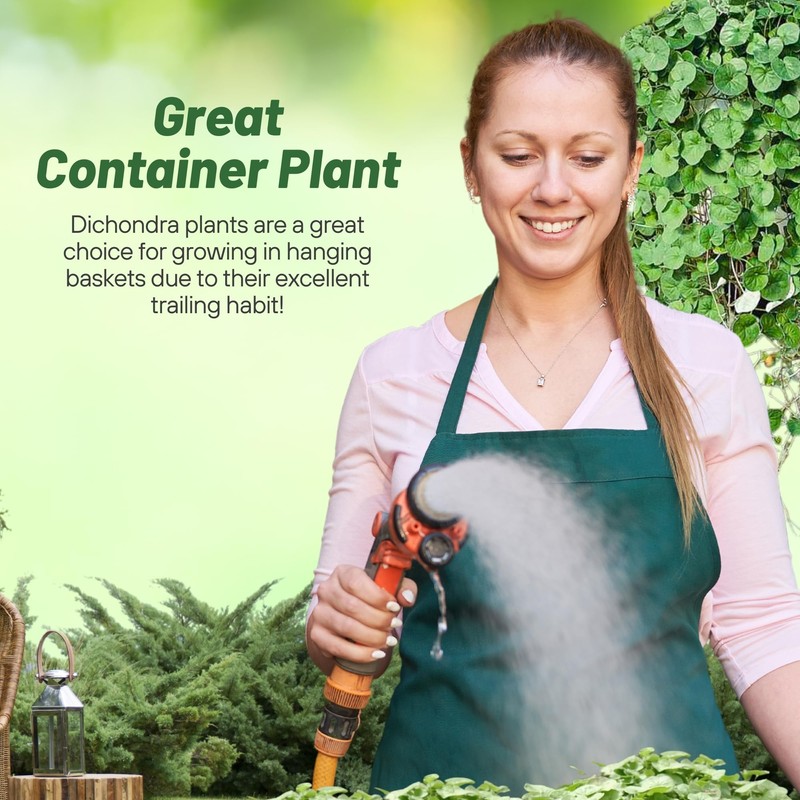 Outsidepride Perennial Dichondra Emerald Falls Seed - 30 Pcs Drought