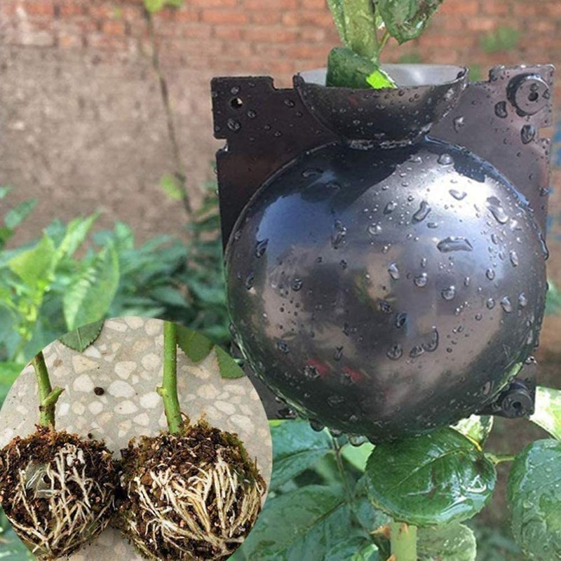 7Queen Large Root Growing Box - Reusable Plant Rooting Device,