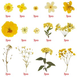 Natural Dried Flowers Mixed Multi-Color Pressed Flower Mini Rose Hydrangea Daisy for Art Craft DIY Resin Nail Art Floral Decors (Yellow)