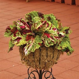 15 Seeds Pelleted Seeds Coleus Kong Mosaic Giant Coleus edlcy (Seeds)