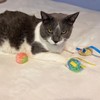 SPOT Stringy Mice & Balls - Catnip Cat Toys, Interactive,