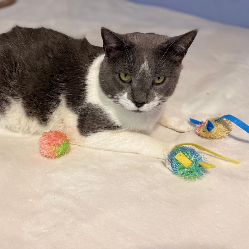 SPOT Stringy Mice & Balls - Catnip Cat Toys, Interactive,
