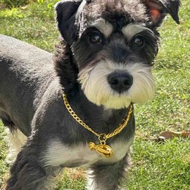 Etiquetas de identificación para perros con grabado profundo de doble cara para gatos y perros, Small Dogs/Cats, Latón, No es una piedra preciosa