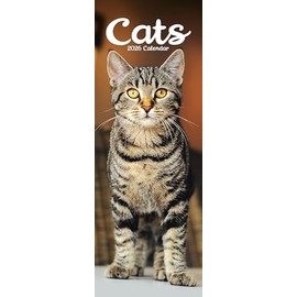 Cats Slim 2026 Calendar | Slimline Wall Calendar | Cat Gift | Plastic Free Packaging | by Avonside Publishing