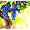 Wine Grape Vine Seeds for Planting - 100+ Seeds -