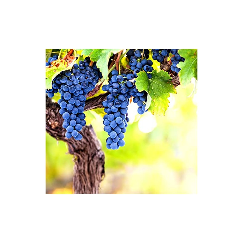 Wine Grape Vine Seeds for Planting - 100+ Seeds -