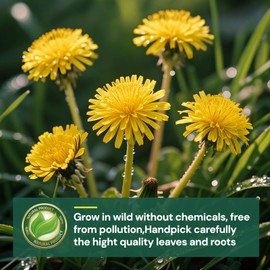 Dandelion Leaf and Root Tea Bag, Natural Dandelion Roasted Herbal Detox Teabag for Liver & Kidney Health, Support Digestion Dandelion Root Tea Organic, Caffeine Free, No Additives（50 Teabags)