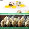 FIGFYOU Pack of 50 Quail Egg Boxes, Egg Boxes, Quail,