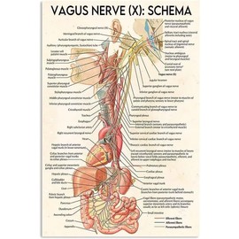 XZHDXTIN Neurology Knowledge Metal Tin Signs Vagus Nerve Schema Vintage Poster Healthcare Practitioners Guide Home Clinics Hospital Offices Wall Decor