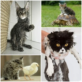 Funny Cats: Set of 20 Postcards with Funny, Cute, Evil and Funny Cats (20 Different Designs) for Collectors and Postcrossing EDITION COLIBRI