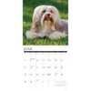 Just Havanese 2025 12" x 12" Wall Calendar