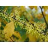 🌿💊 Suplemento de Hamamelis Virginiana (120 Cápsulas): Apoyo Natural para