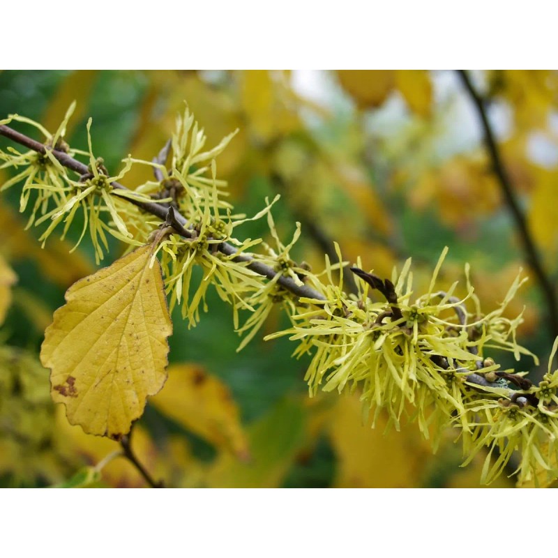 🌿💊 Suplemento de Hamamelis Virginiana (120 Cápsulas): Apoyo Natural para