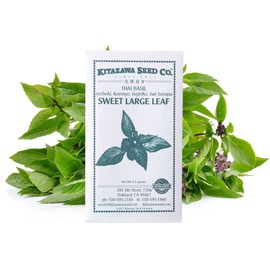 Basil Seeds - Thai Sweet Large Leaf -1 g Packet ~600 Seeds - Non-GMO, Heirloom - Microgreens & Asian Herb Gardening