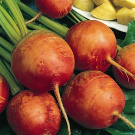 Golden Detroit Beet Seeds - 1 Oz - Non-GMO, Heirloom - Root Vegetable Garden Seeds