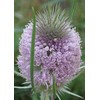Common Teasel Dipsacus Fullonum Flower (50) Seeds