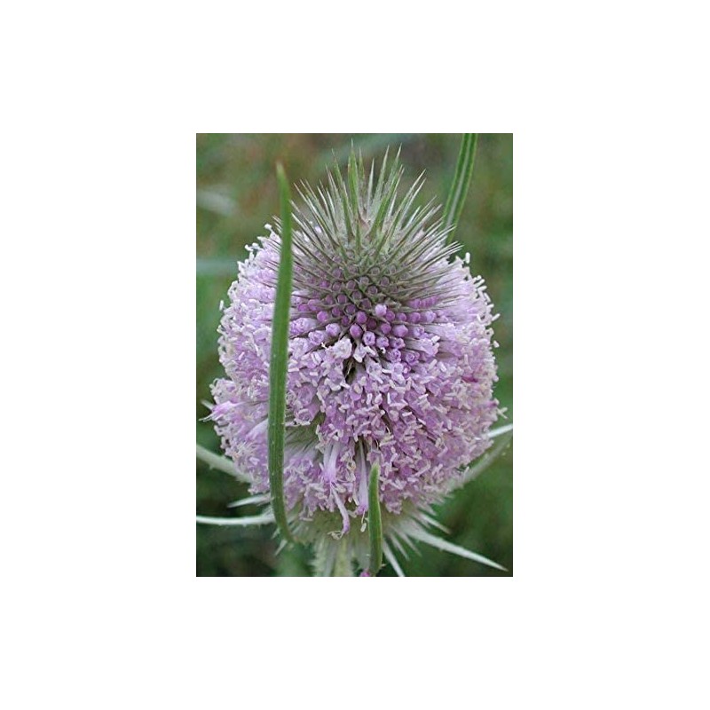 Common Teasel Dipsacus Fullonum Flower (50) Seeds