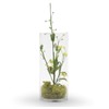 WGV Cylinder Vase, Width 6", Height 12", Clear Glass Container