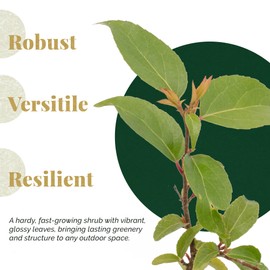 6 Xylosma Congestum, Live Plants – Shiny Xylosma in 2.5” Nursery Cubes – Fast-Growing, Low-Maintenance Evergreen Shrub for Hedges & Landscaping