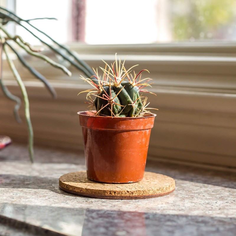 Gardener's Blue Ribbon 4 Inch Cork Mat CM4