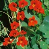 Outsidepride Nasturtium Spitfire Flower Seed - 200 Seeds