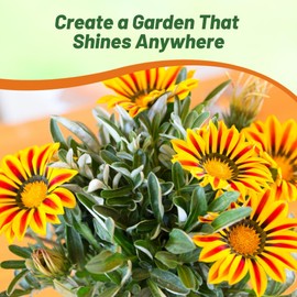 Outsidepride Yellow Flame Gazania Seeds for Planting – 25 Pcs Perennial, Low-Maintenance, Drought-Tolerant Ground Cover Seeds for Vibrant Summer & Fall Flowers, Great for Outdoor Gardens