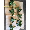Jade Plant SALE JADE PLANT/ MONEY SUCCULENT / LUCKY PLANT