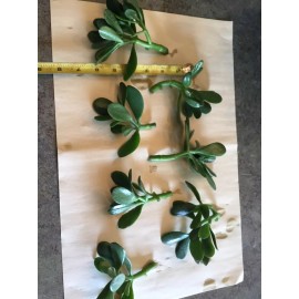 Jade Plant SALE JADE PLANT/ MONEY SUCCULENT / LUCKY PLANT for 3 CUTTINGS SIZE 3" to 5" INCH
