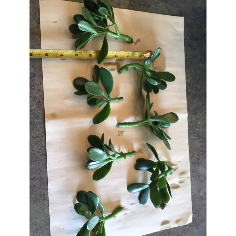 Jade Plant SALE JADE PLANT/ MONEY SUCCULENT / LUCKY PLANT