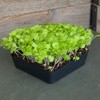 Lettuce Microgreens Seeds - 1 Oz ~25,000 Seeds - Grow