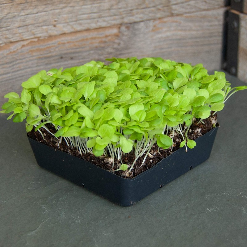 Lettuce Microgreens Seeds - 1 Oz ~25,000 Seeds - Grow