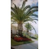 trust in G forms 12 pc Palm Tree Seeds