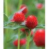 Crimson Clover Seeds, 5 Pounds