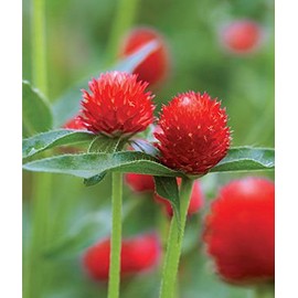 Crimson Clover Seeds, 5 Pounds